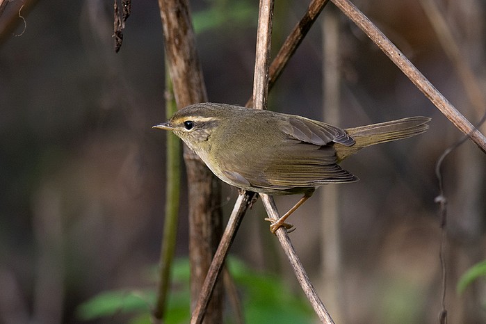 Radde's Warbler