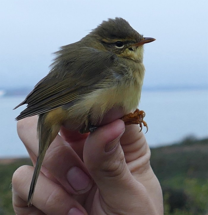 Radde's Warbler