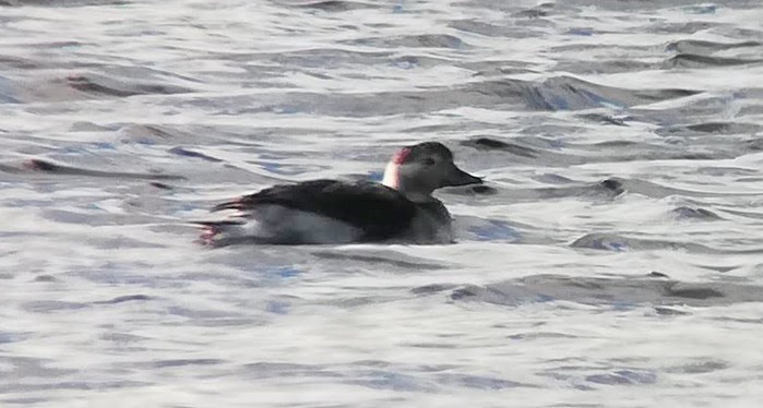 Long-tailed Duck
