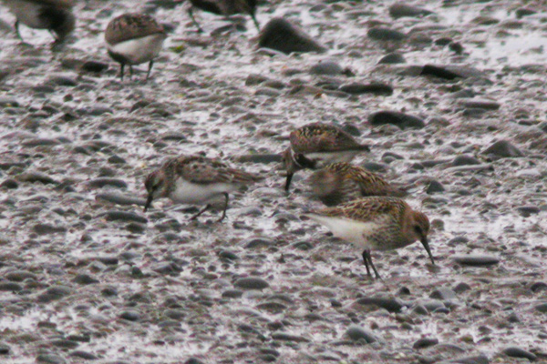 Semipalmated Sandpiper