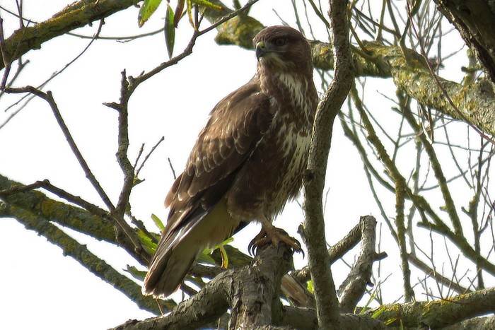 Buzzard