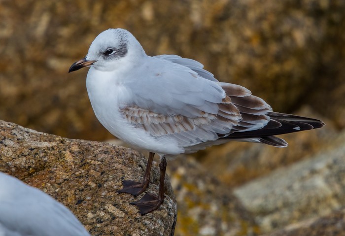 Mediterranean Gull