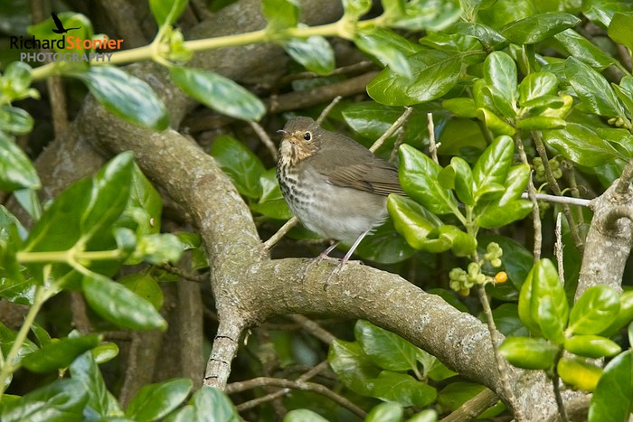 Swainson's Thrush