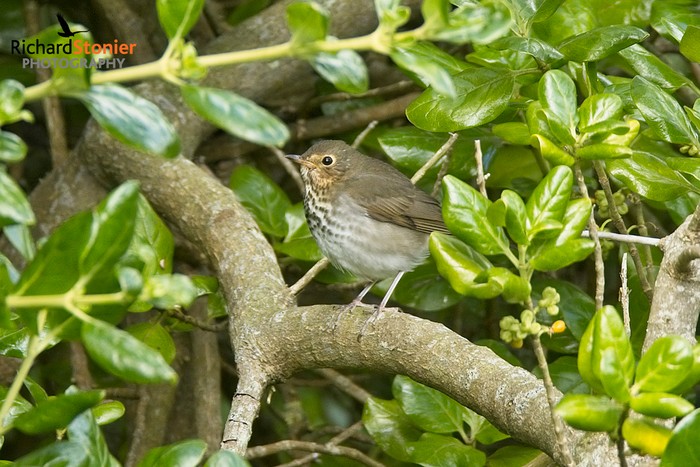 Swainson's Thrush