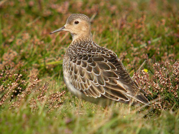 Buff-breasted Sandpiper