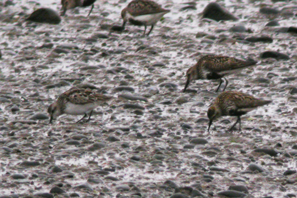 Semipalmated Sandpiper