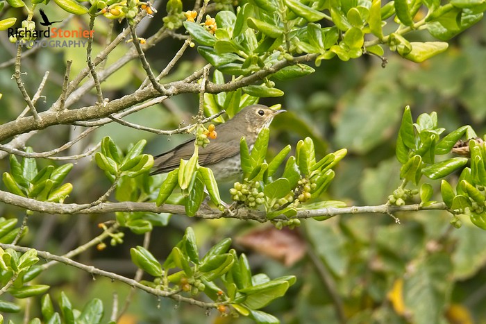Swainson's Thrush