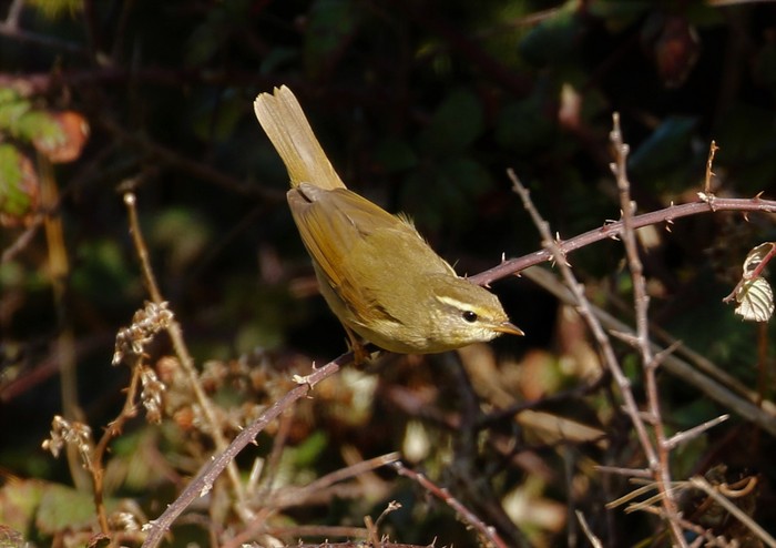 Radde's Warbler