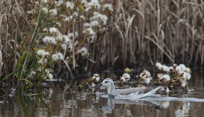 Wilson's Phalarope