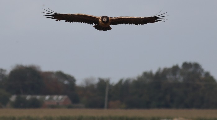 Lammergeier 