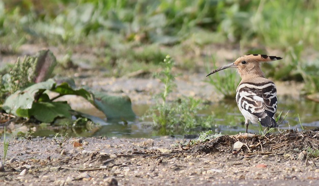 Hoopoe
