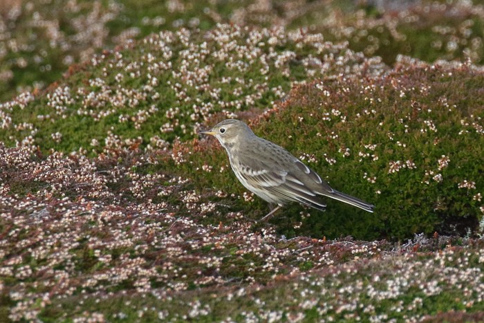 American Buff-bellied Pipit
