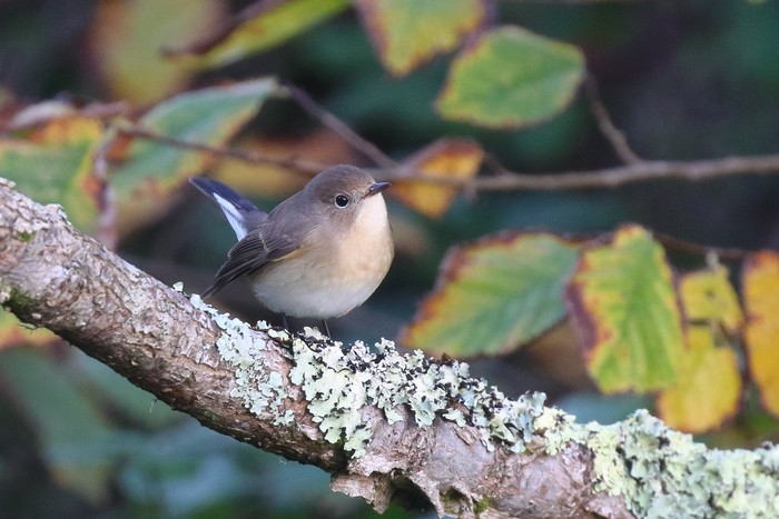 Red-breasted Flycatcher