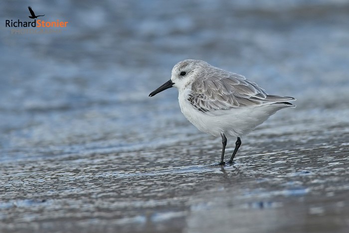 Sanderling
