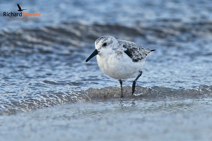 Sanderling