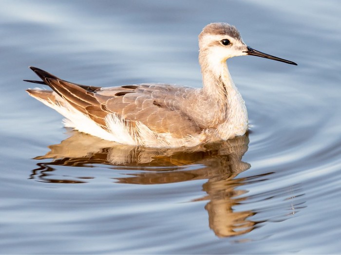 Wilson's Phalarope
