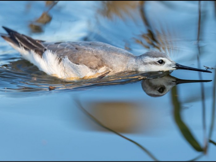Wilson's Phalarope