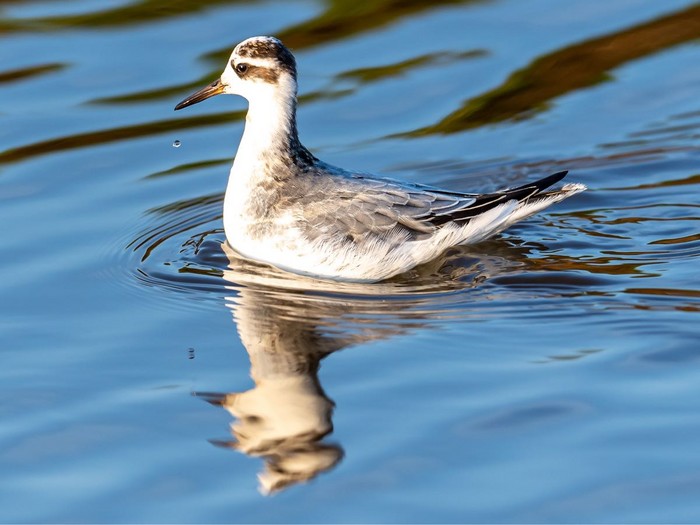 Grey Phalarope