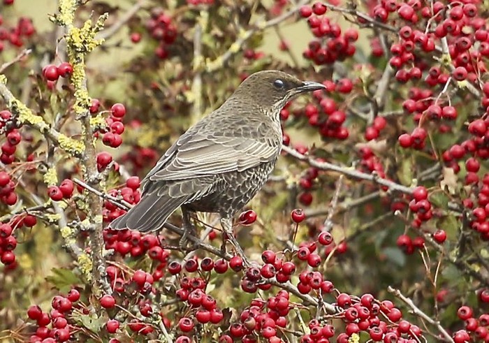 Ring Ouzel