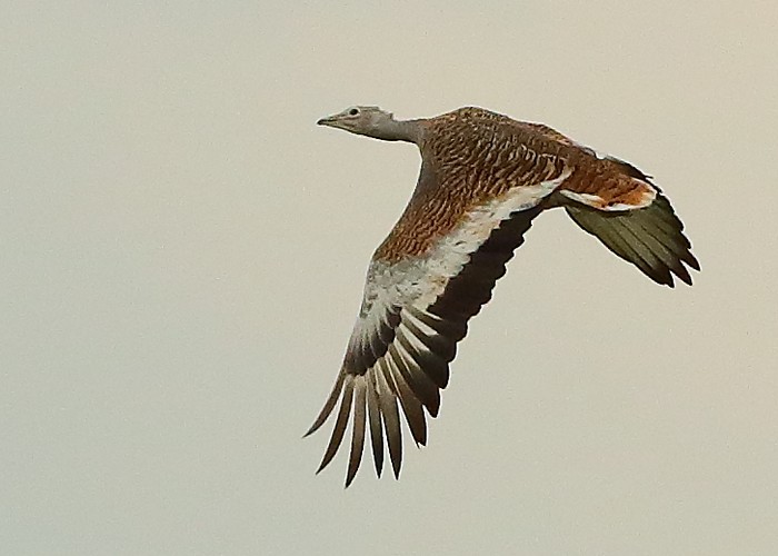 Great Bustard