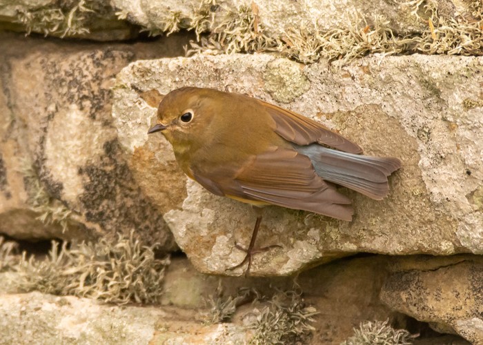 Red-flanked Bluetail