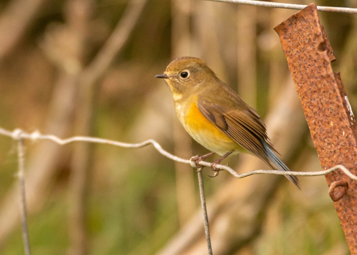 Red-flanked Bluetail