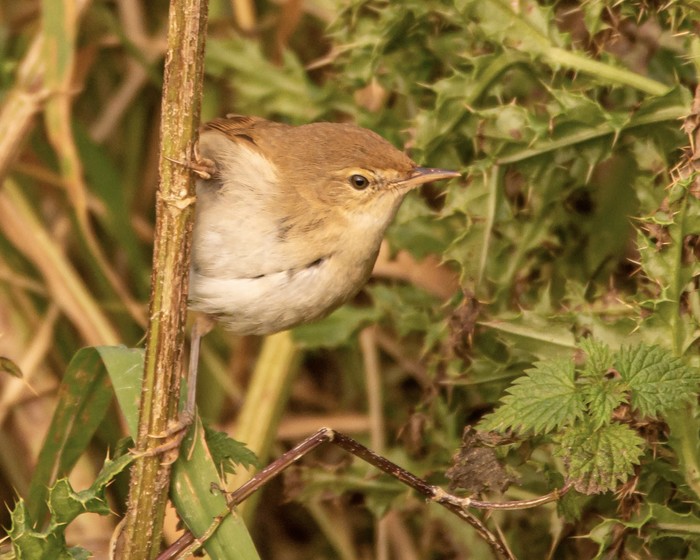 Blyth's Reed Warbler