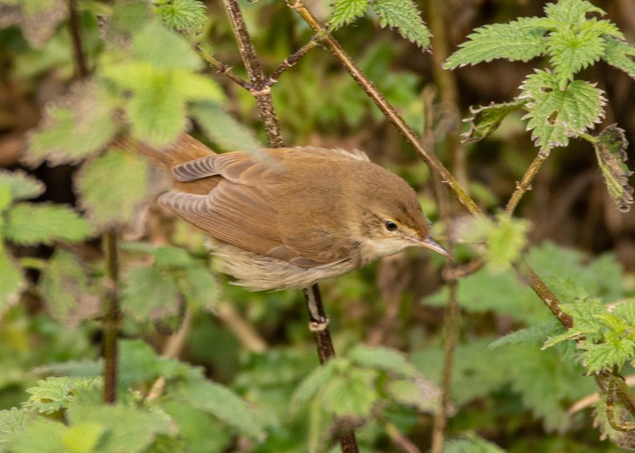 Blyth's Reed Warbler