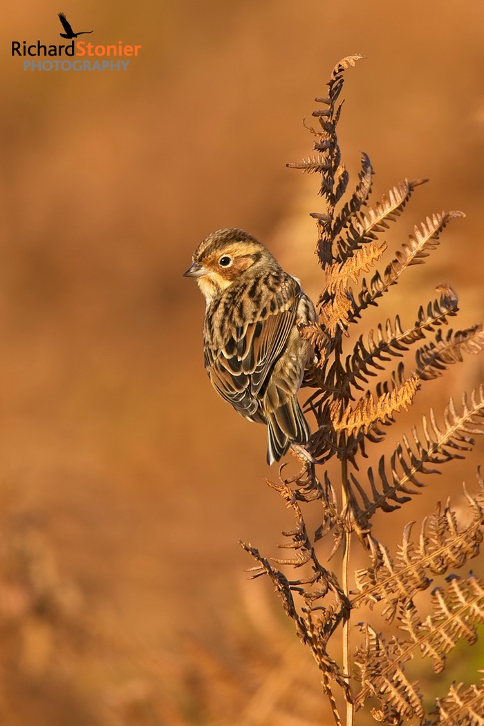 Little Bunting