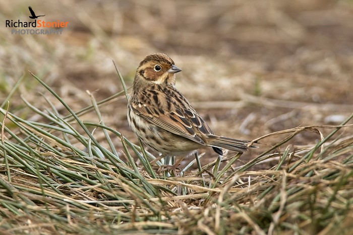 Little Bunting