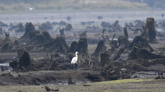 Great White Egret