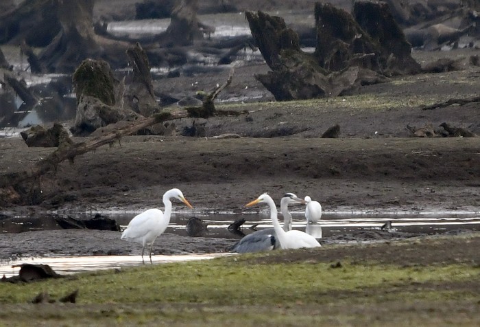 Great White Egret
