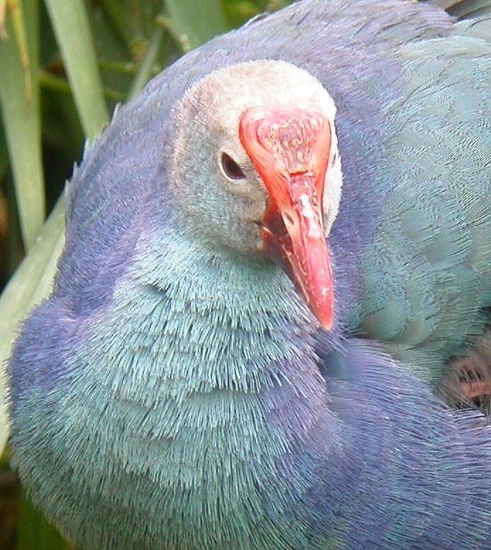 Purple Gallinule