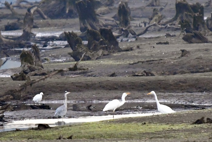 Great White Egret