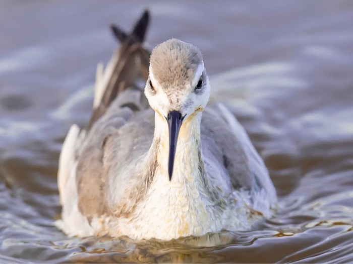 Wilson's Phalarope