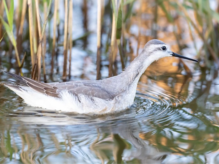 Wilson's Phalarope
