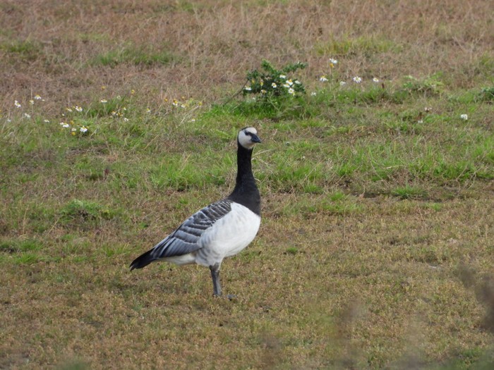 Barnacle Goose