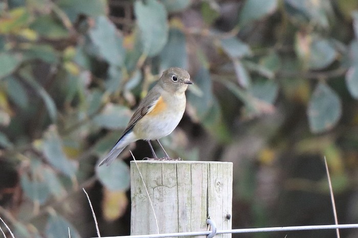Red-flanked Bluetail