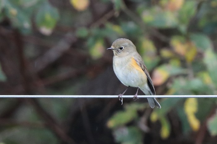 Red-flanked Bluetail