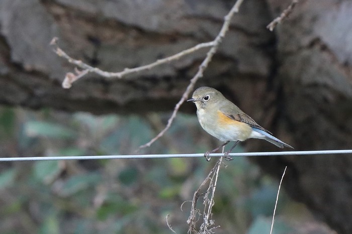 Red-flanked Bluetail