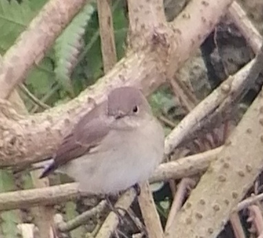 Taiga Flycatcher