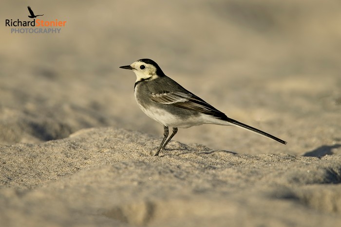 Pied Wagtail