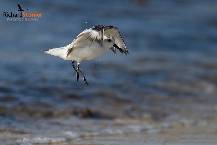 Sanderling