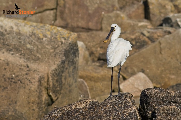Spoonbill