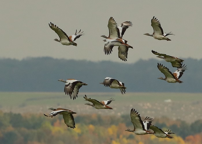 Great Bustard