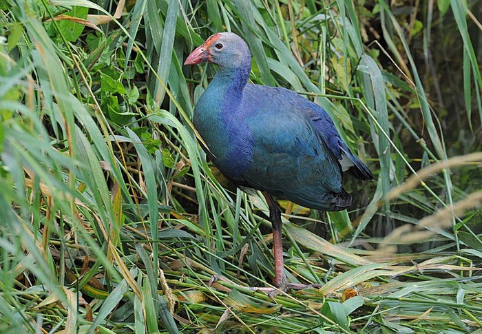 Purple Gallinule