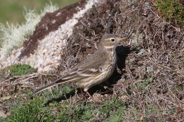 American Buff-bellied Pipit