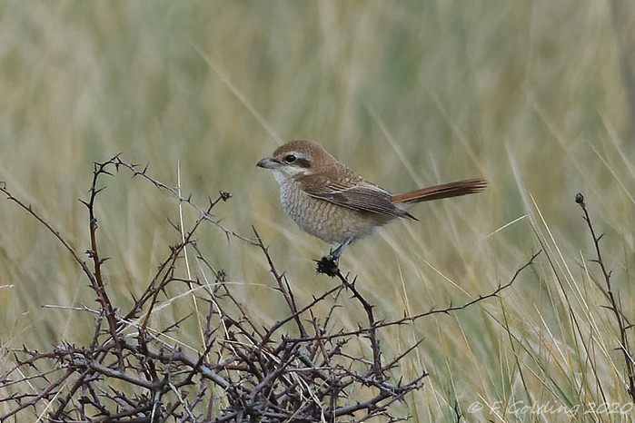 Brown Shrike
