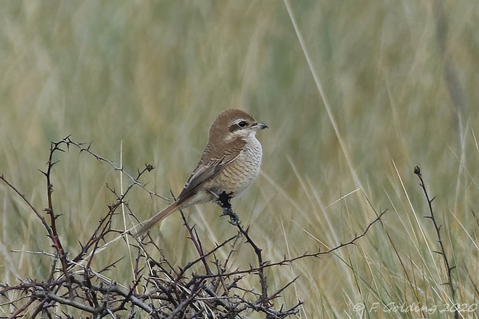 Brown Shrike