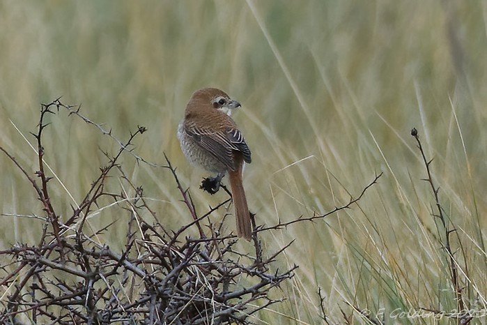 Brown Shrike